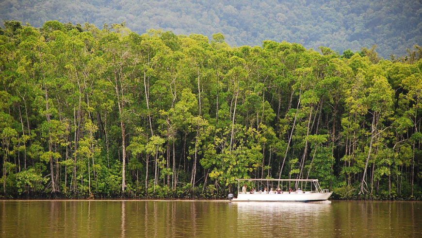 Foresta pluviale del Daintree, Queensland, Australia. Alberi, fiume e barca.