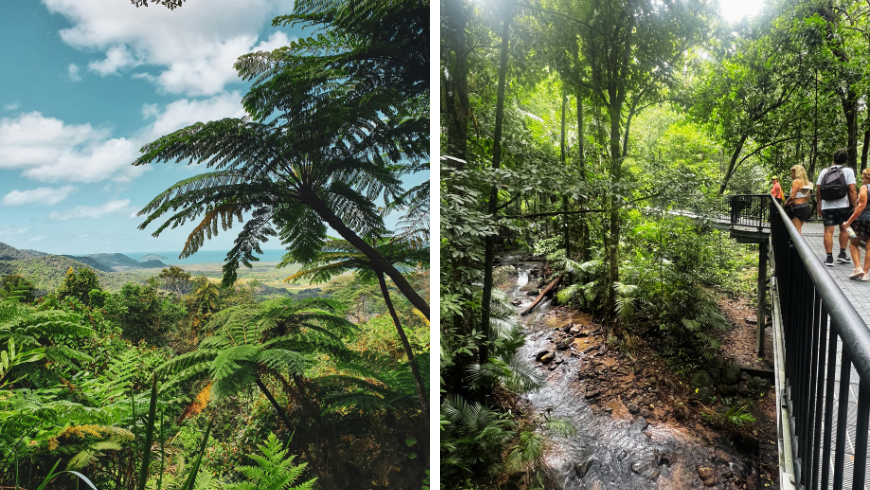 Foresta pluviale del Daintree nel Queensland, Australia, area con alberi fitti