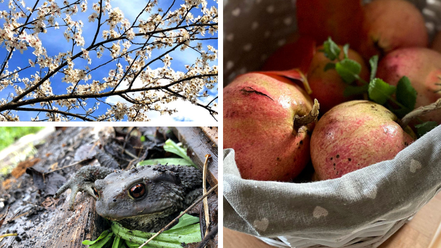 Natura del casolare: animali, fiori e frutta