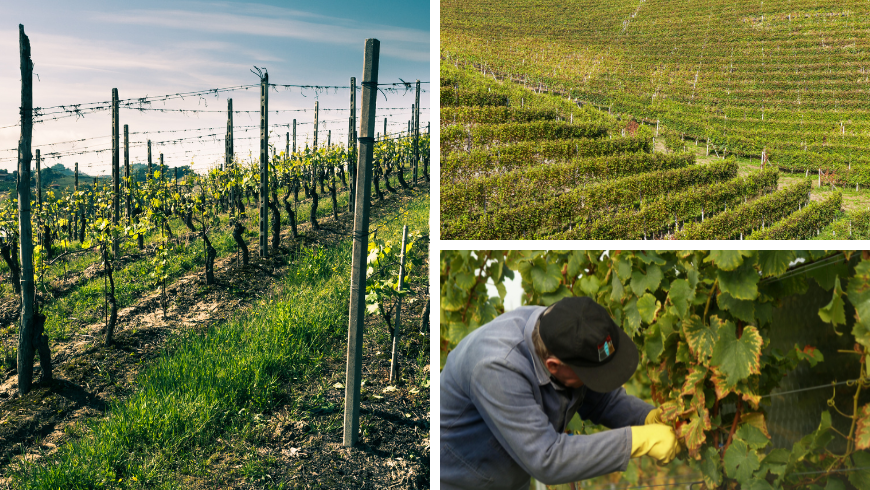 Vigneti lungo i pendii e uomo che lavora 