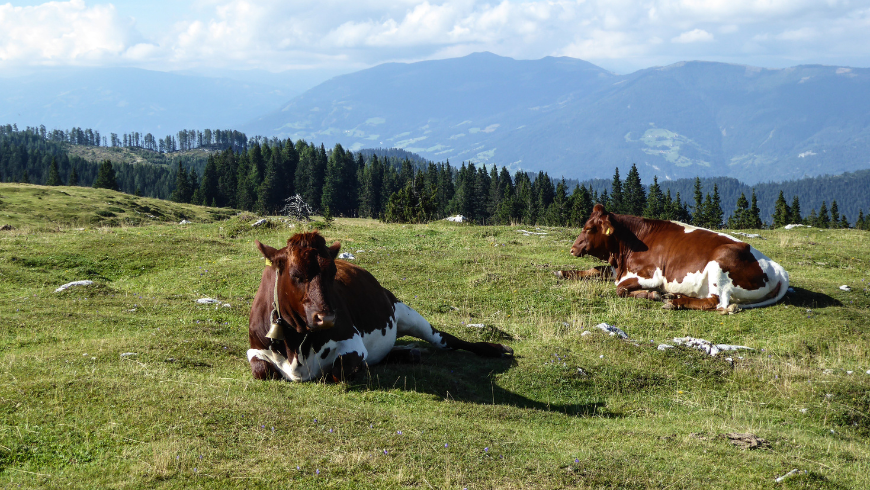 Paesaggio verde con animali, Carinzia, Austria.