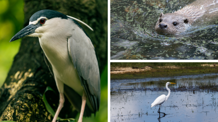 gli uccelli tipici del Lago di Penne (la nitticora e la garzetta) e la lontra