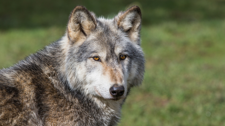 Lupo della Riserva naturale