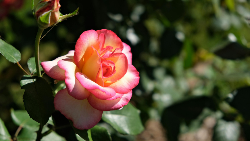 Roseti in Italia 2026: Dove Vedere le Rose più Belle