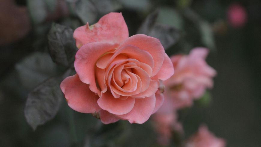 Roseti in Italia 2026: Dove Vedere le Rose più Belle