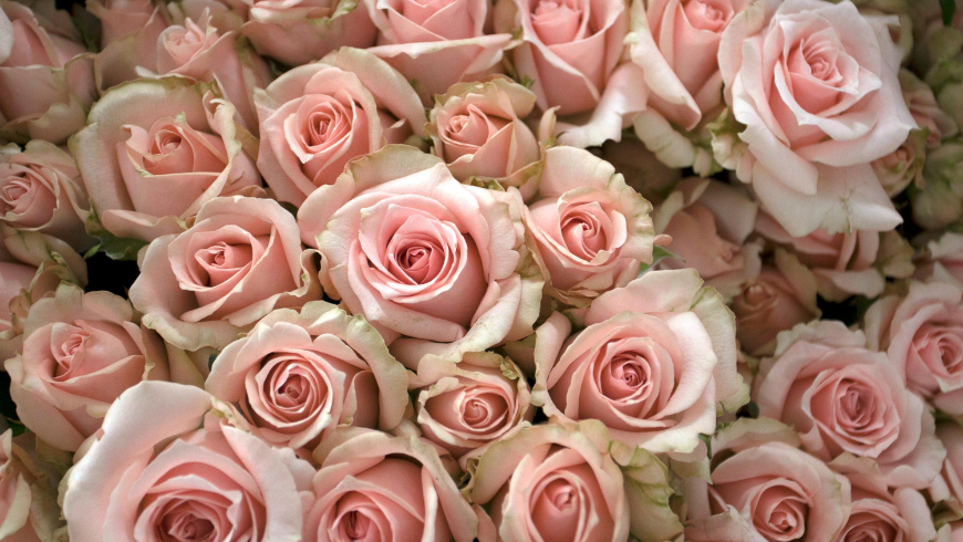 Roseti in Italia 2026: Dove Vedere le Rose più Belle