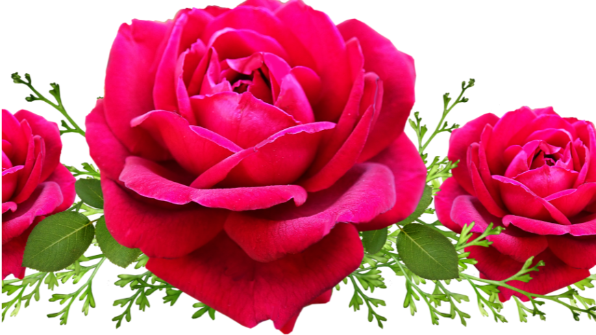 Roseti in Italia 2026: Dove Vedere le Rose più Belle
