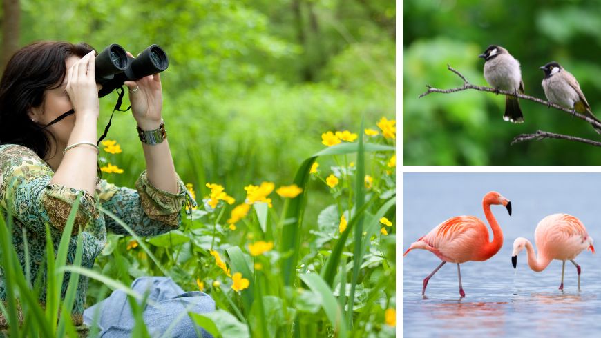 birdwatching delta del po