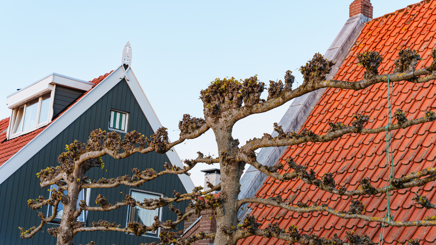 Gli alberi a spalliera la tradizione da rivalutare