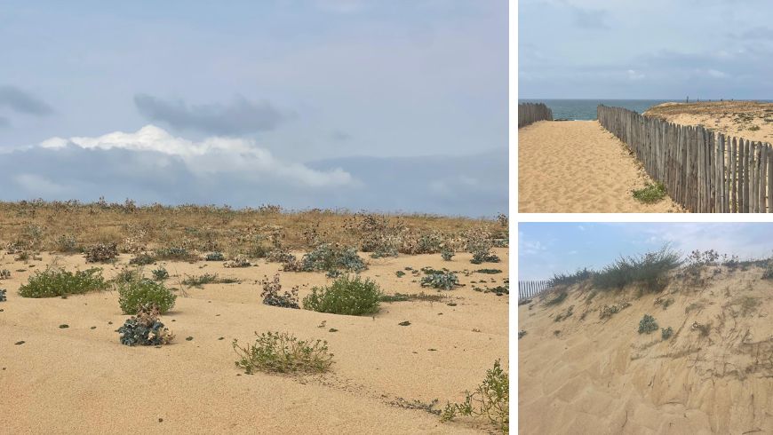 Dune costiere del Seignanx con vegetazione spontanea e fiori selvatici, habitat ricco di biodiversità