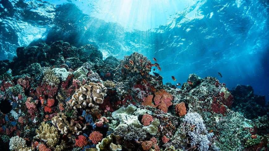 Protezione del mare e della barriera corallina ad Aruba