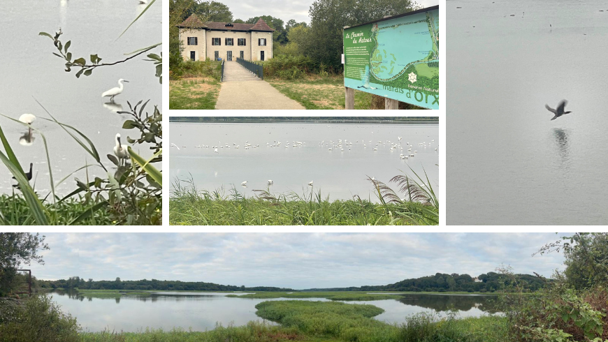 Riserva Naturale del Marais d’Orx a Labenne, zona umida con canneti e specchio d’acqua