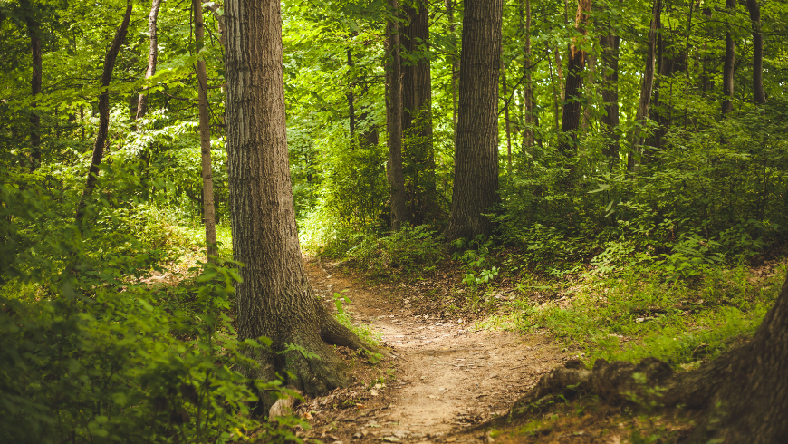 Sentieri nel Parco del Conero