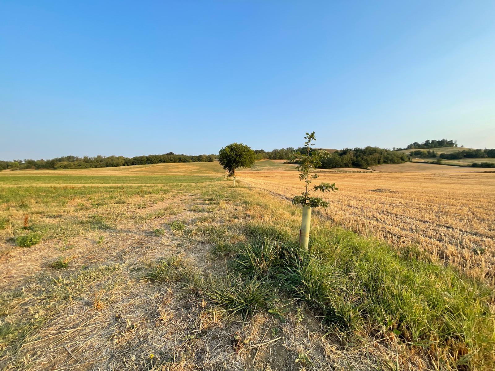 Alberi piantati con Ecobnb Cancabaia a Lesignano de’ Bagni, in Italia