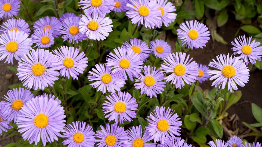 Aster autunnali con piccoli fiori viola