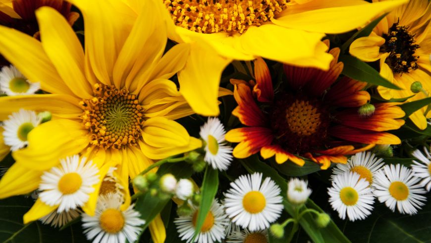 Girasoli gialli e margherite bianche in un bouquet d'estate