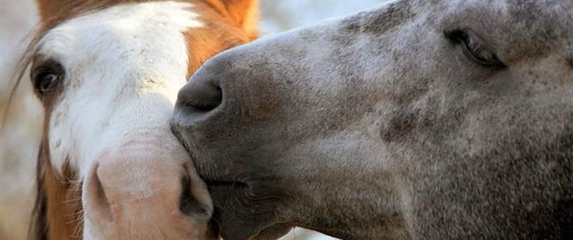 Болезнь лошадей 3. Случная болезнь лошадей. Паразитарные болезни лошадей. Кожные заболевания лошадей.