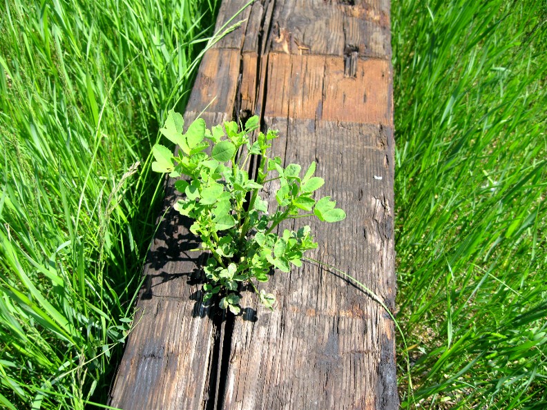 Railroad Tie with Green