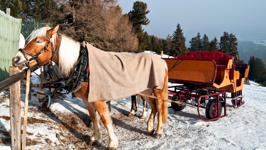 Horse Sledge in Dolomiti, Italy