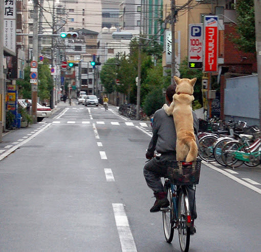 Biking with a dog holding to the biker's shoulders in Jaoan