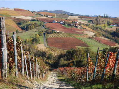 Autumn in vineyards