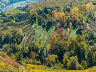 Foliage in Monferrato