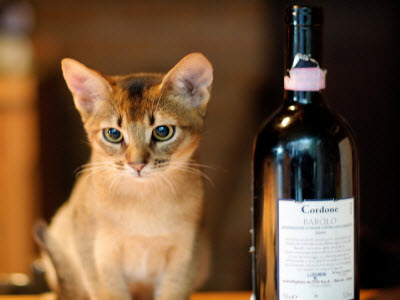 The kitten and the barolo