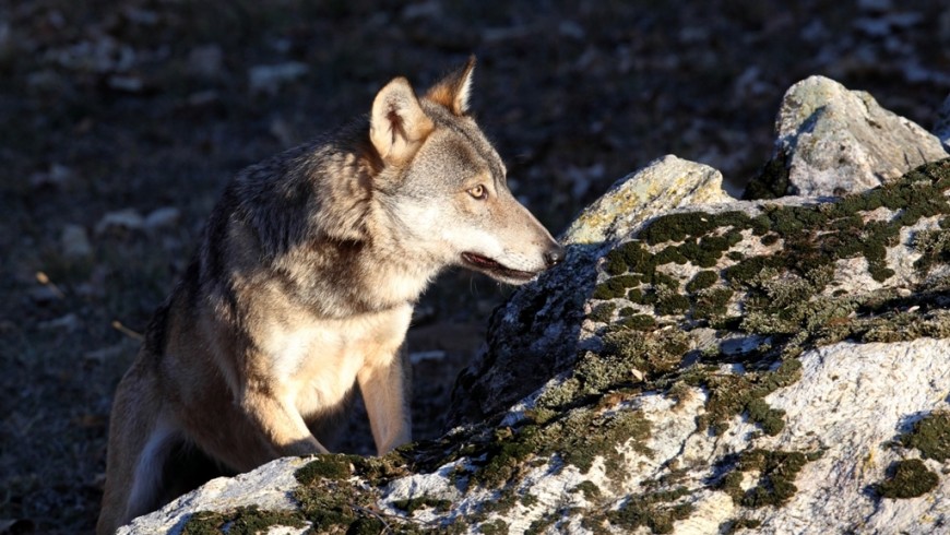 Wolf in the italian Maritime Alps natural Park