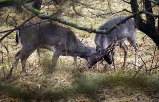 Deer battle