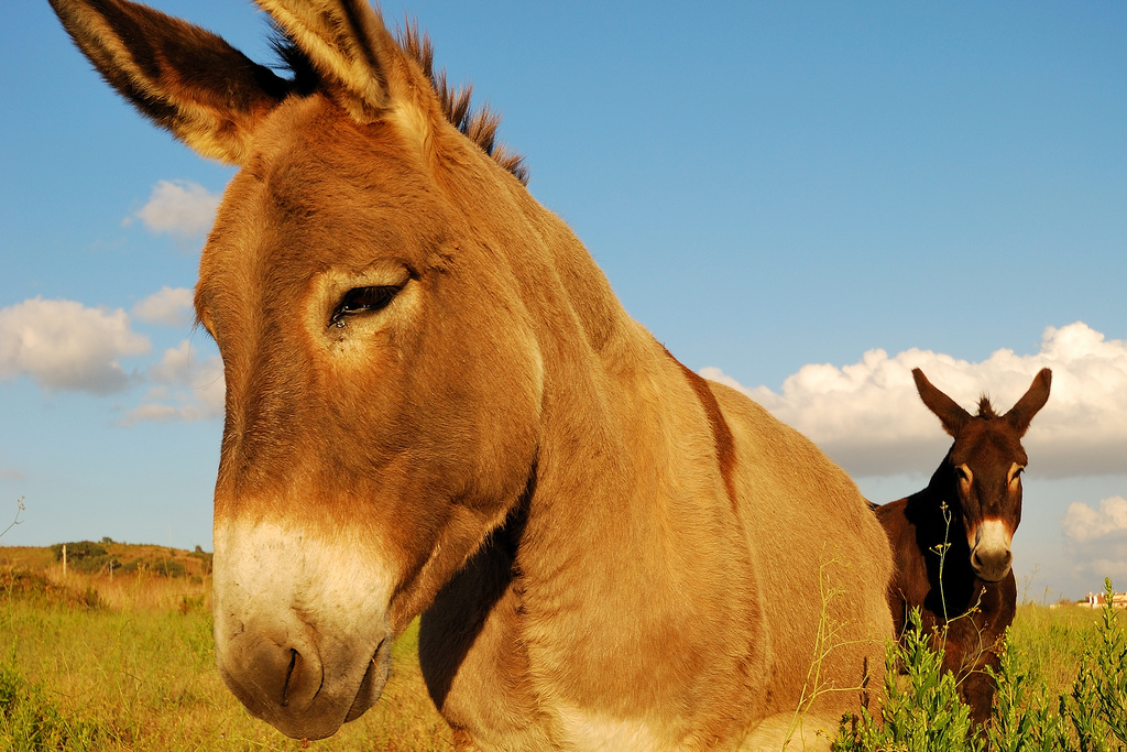 slow down and walk with donkeys
