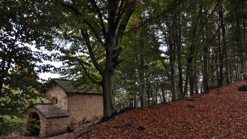 A forrest in Valsesia: trees and an ancient house