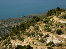 Olive trees in Gargano, South Italy