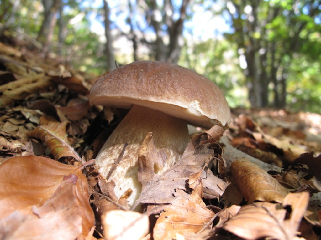 porcini mushrooms, Parmesan Apennines