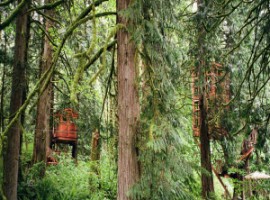 Tree houses hidden in the wood