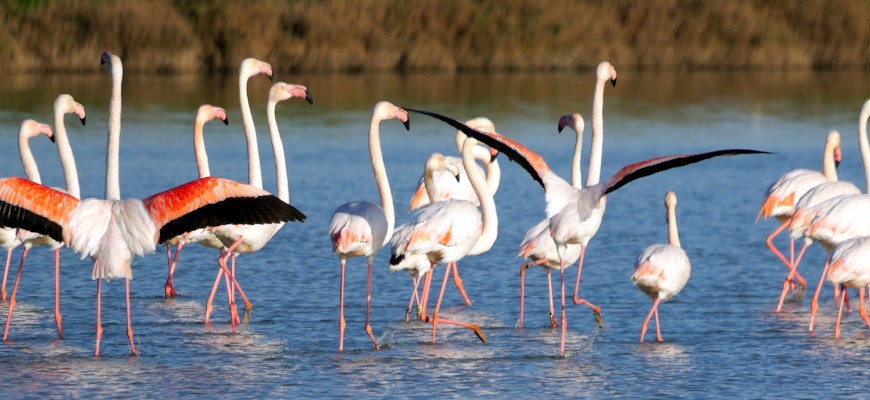 Pink Flamingos, Port Cros