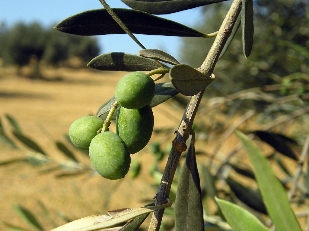 Olive oil, one of the Local Italian Foods Not To Be Missed When Visiting Garda Lake