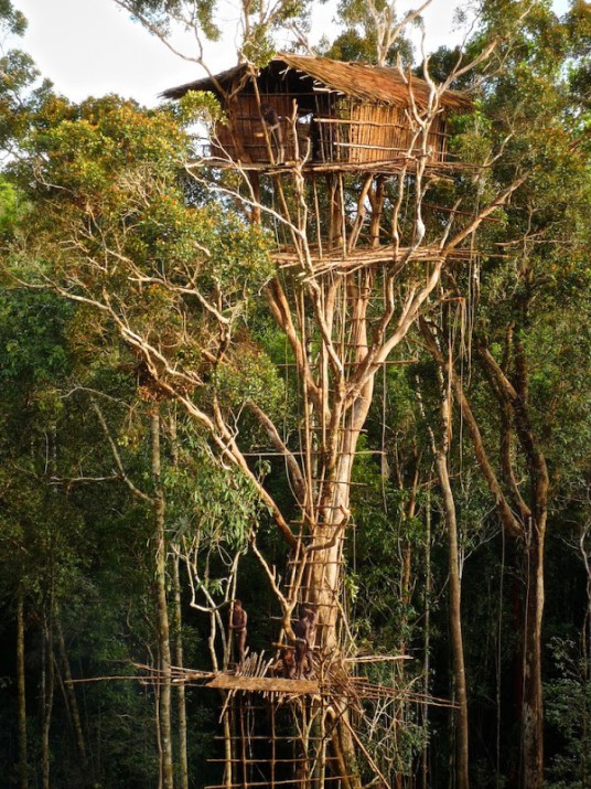 Treehouse of Korowai Tribe