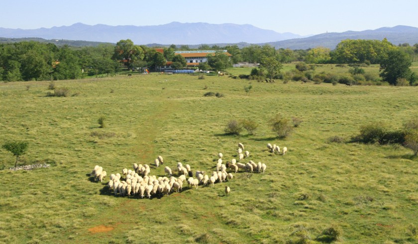 farmcamp site Alture di Polazzo, Carso, Italy