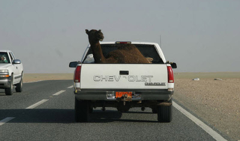 Camel in a van