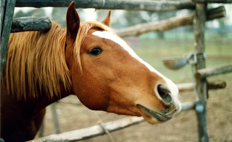 horse in a farm camp