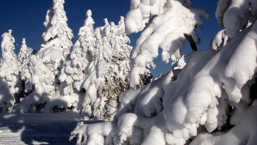 fir trees covered with snow