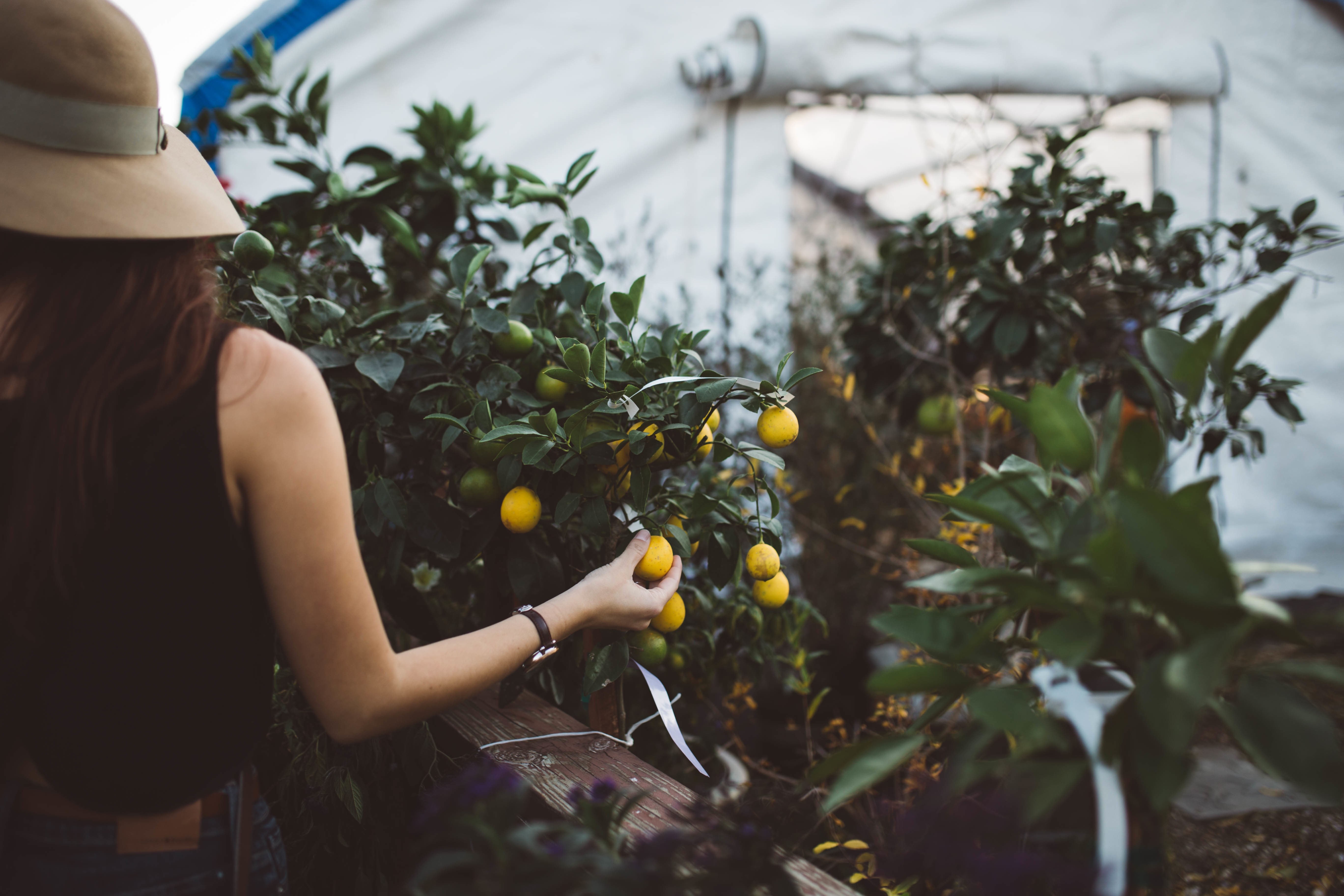 picking fruit in an organic farm