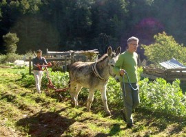 Working with donkeys in the vegetable garden