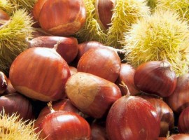 Amiata's chestnuts
