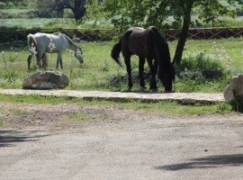horses in organic farmhouse Falcare, Gargano National Park