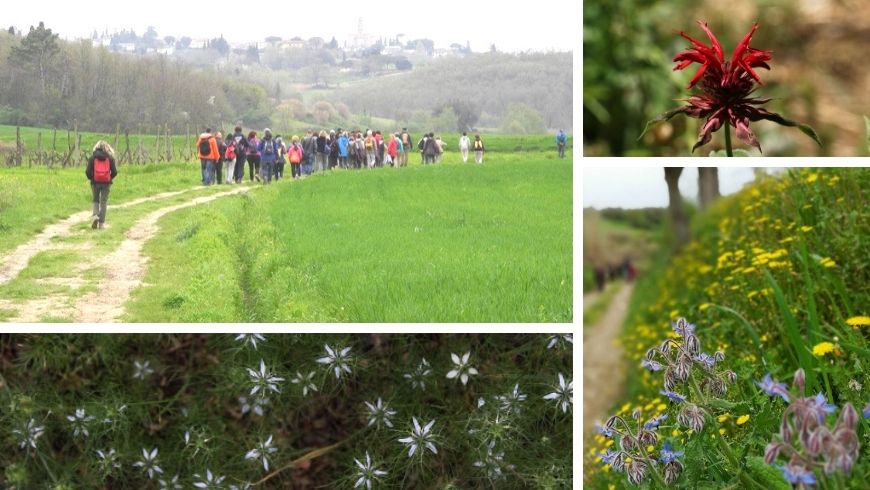 Flowers and aromatic herbs to discover near the b & b La Fanciullaccia