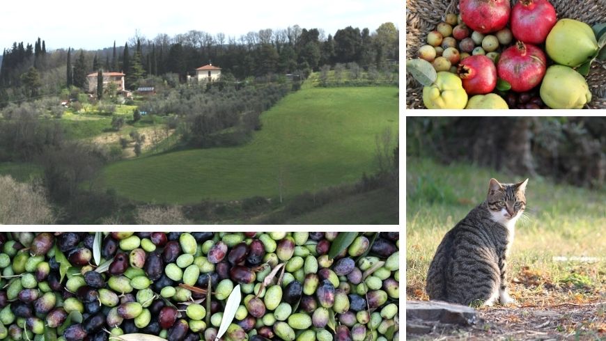 Landscape, olive harvest, organic and zero-km fruit, cat at La Fanciullaccia bnb