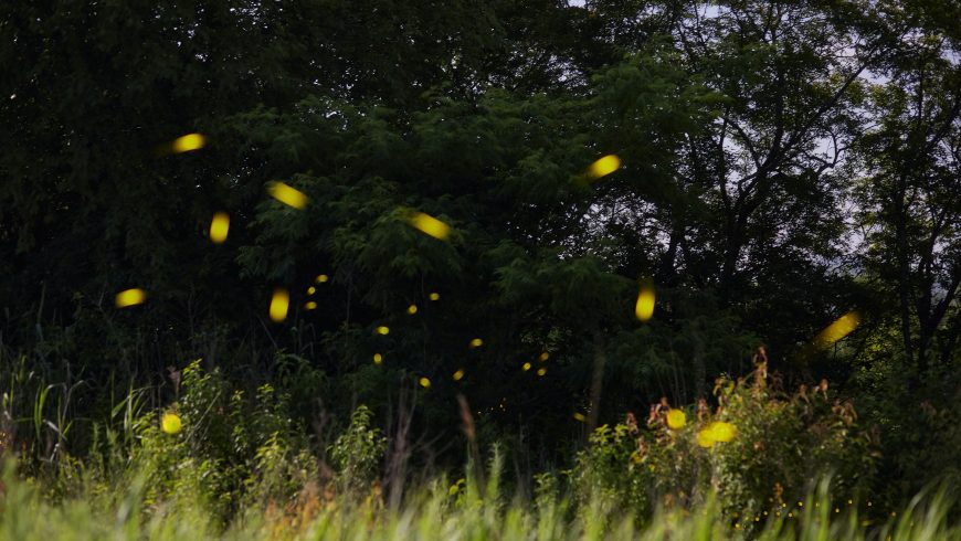 fireflies