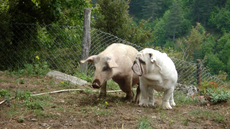farm holidays, pig