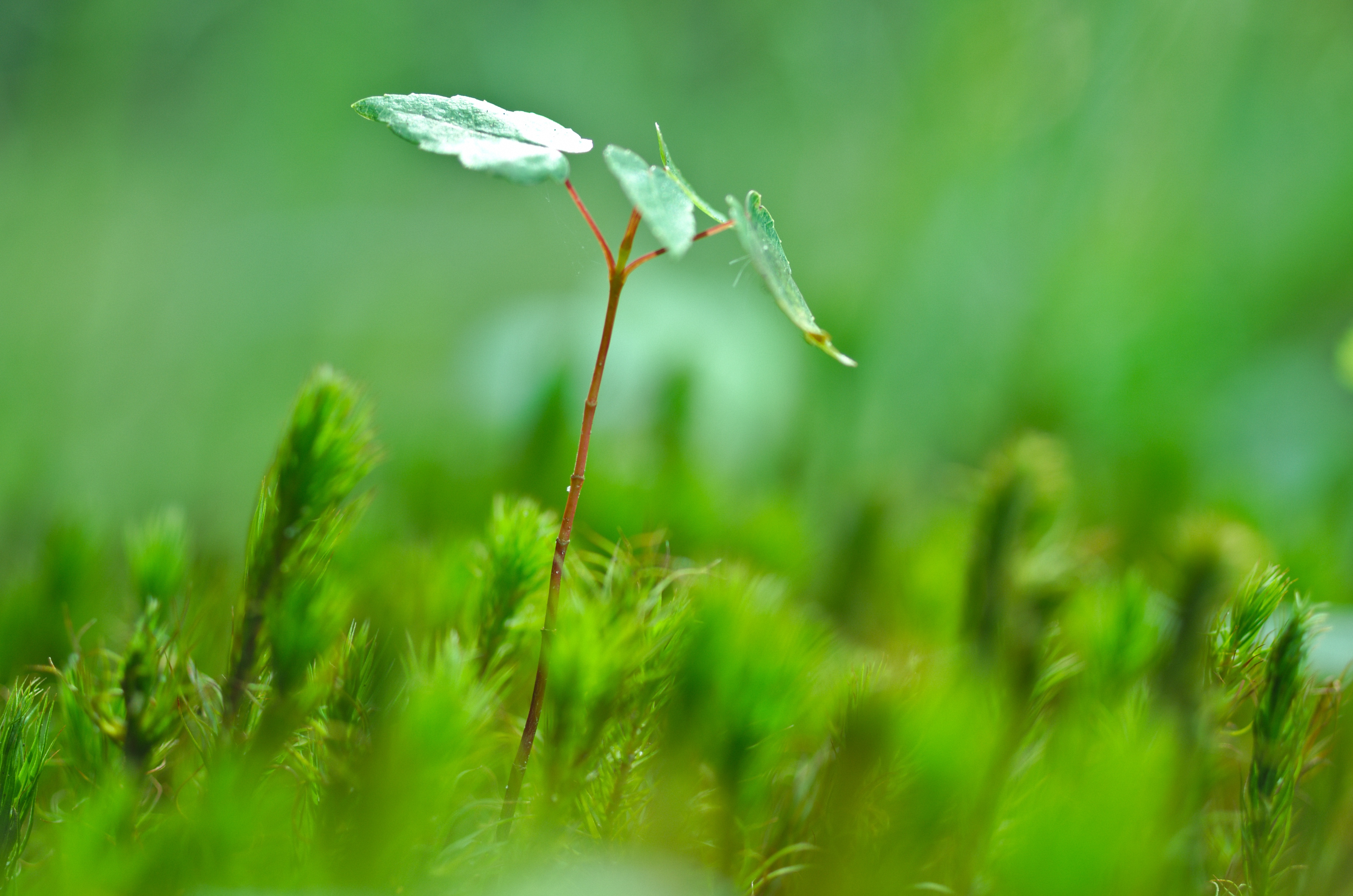 Plants can think, choose and remember